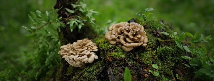 Two mushrooms growing on a mossy log with a blurred green background.