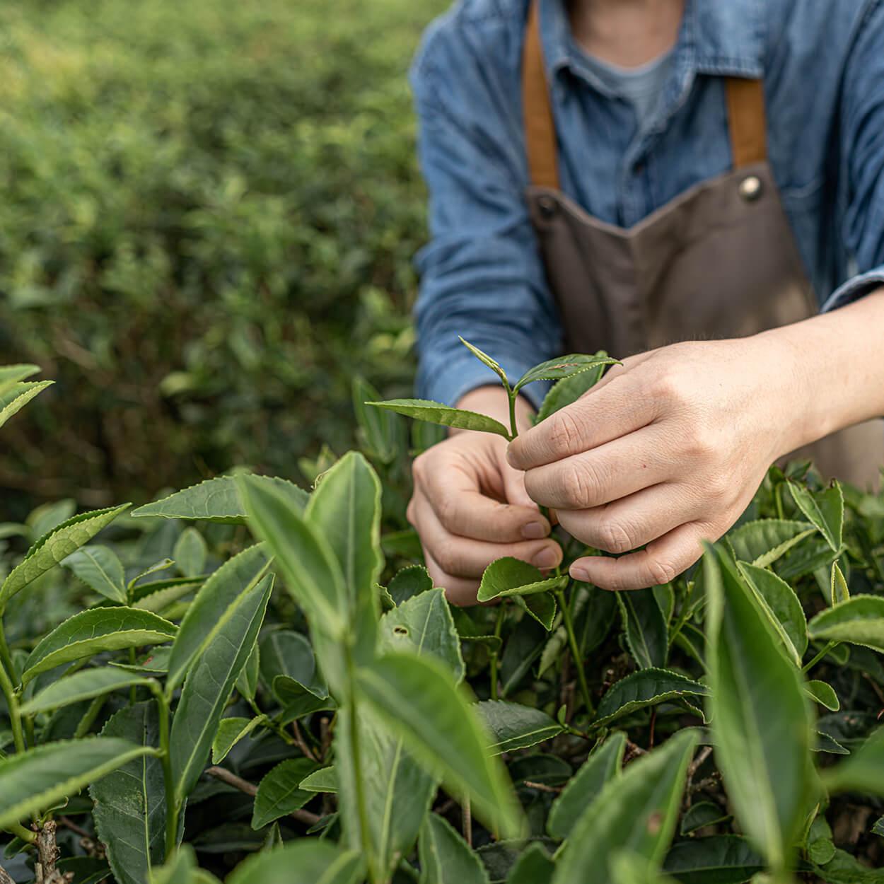 Your festive guide to holiday gifting - chosen by our team