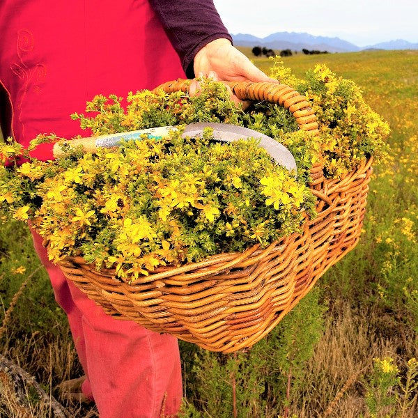 Your festive guide to holiday gifting - chosen by our team