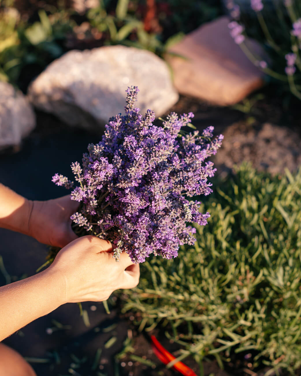 Hand holding a bundle of purple flowers with rocks and greenery in the background.