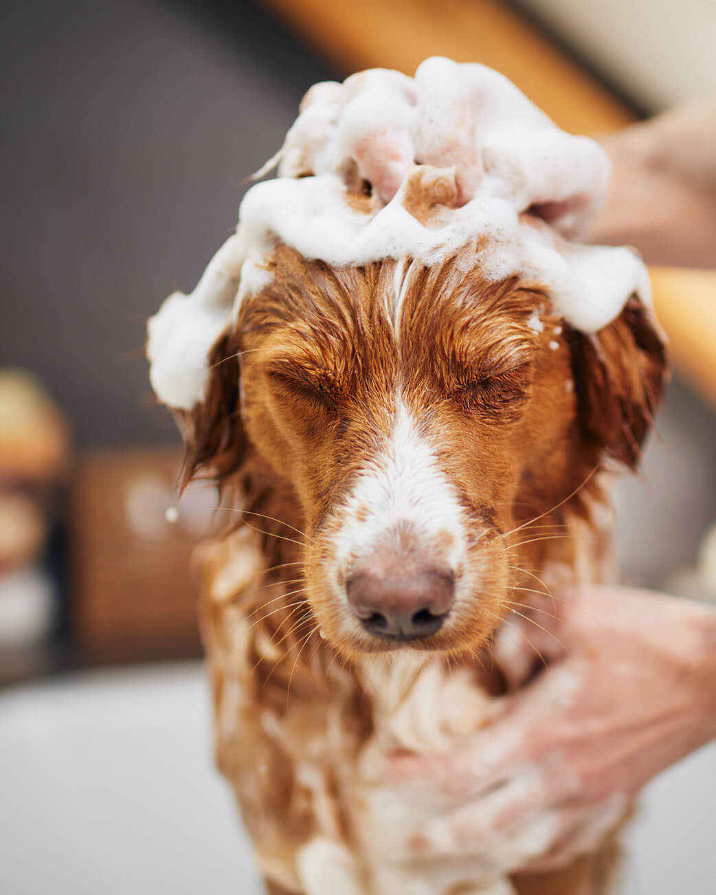 Dog with soap suds on head being washed by a person