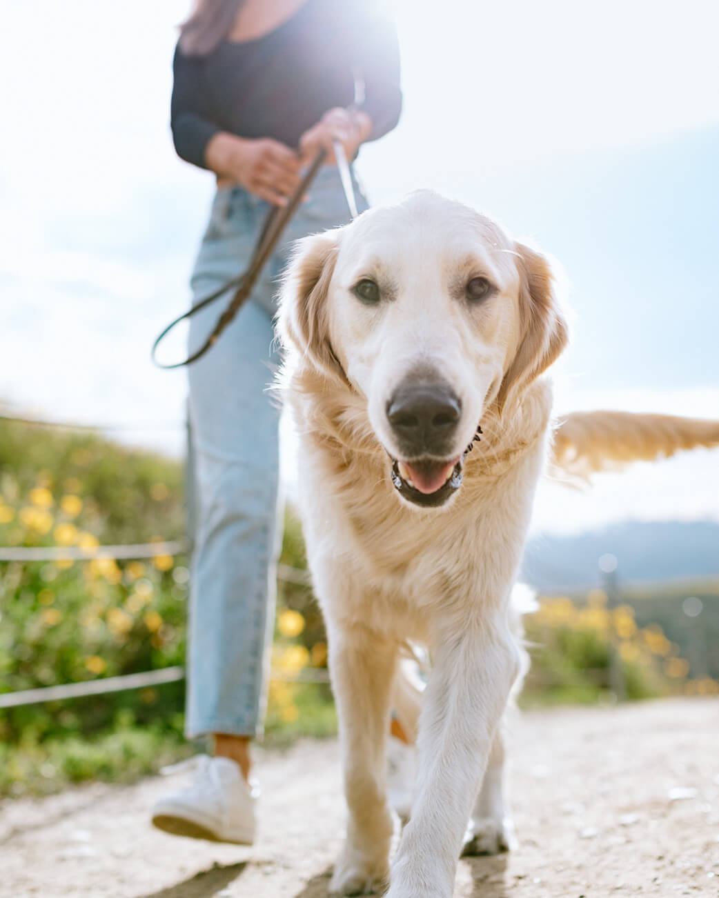 Dog walking on a path with a person holding a leash, surrounded by nature.