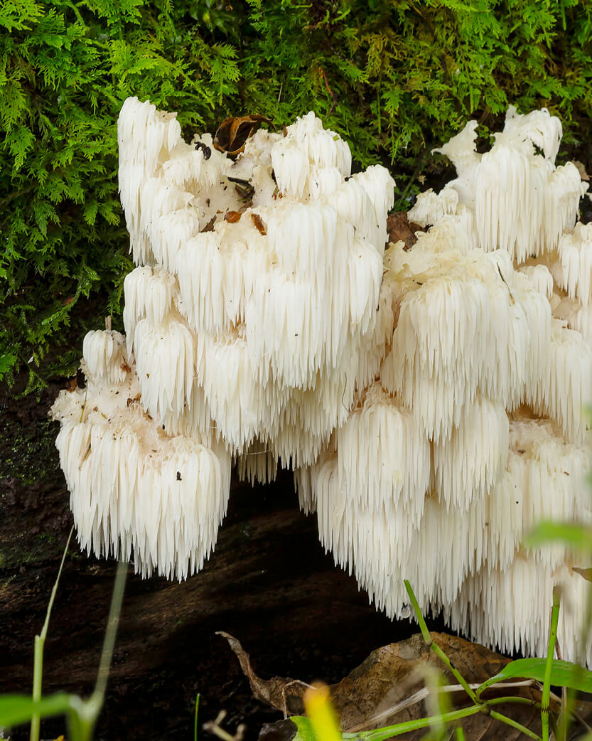White lions mane fungus growing on a log with green foliage in the background