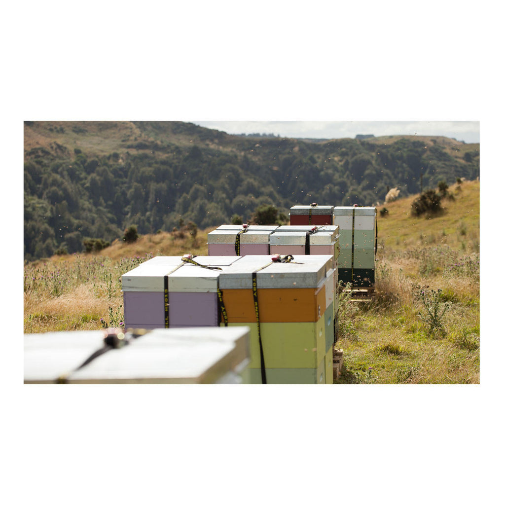 Egmont Honey Manuka Honey UMF 10_5