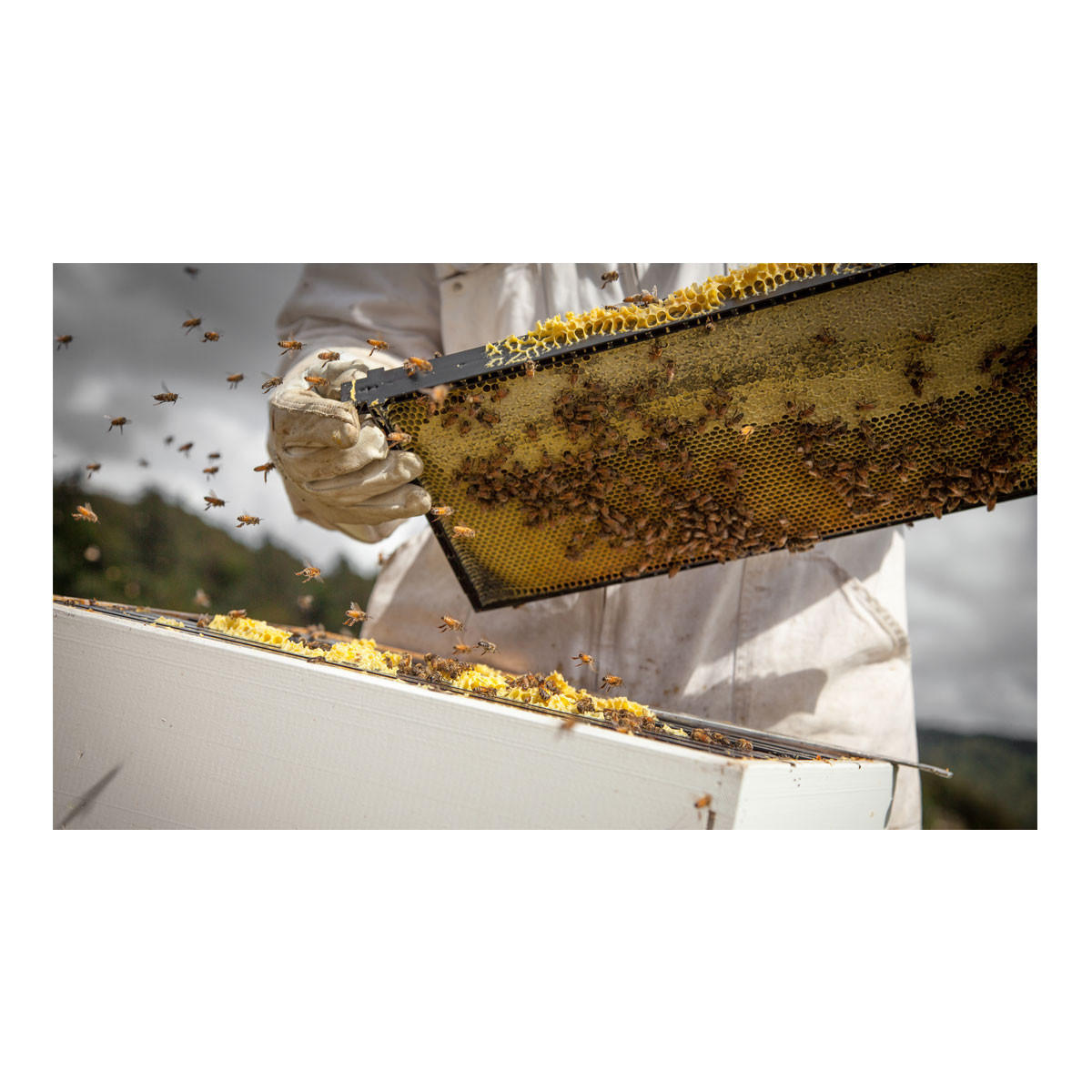 Egmont Honey Manuka Honey UMF5_2