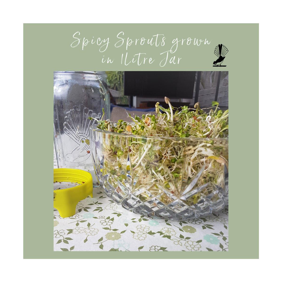 Goodlife Organic Spicy Sprouting Seeds_2